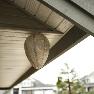 image_3256807255157132_2-1.webp