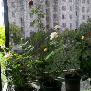 image_3256807296135000_4-1.webp