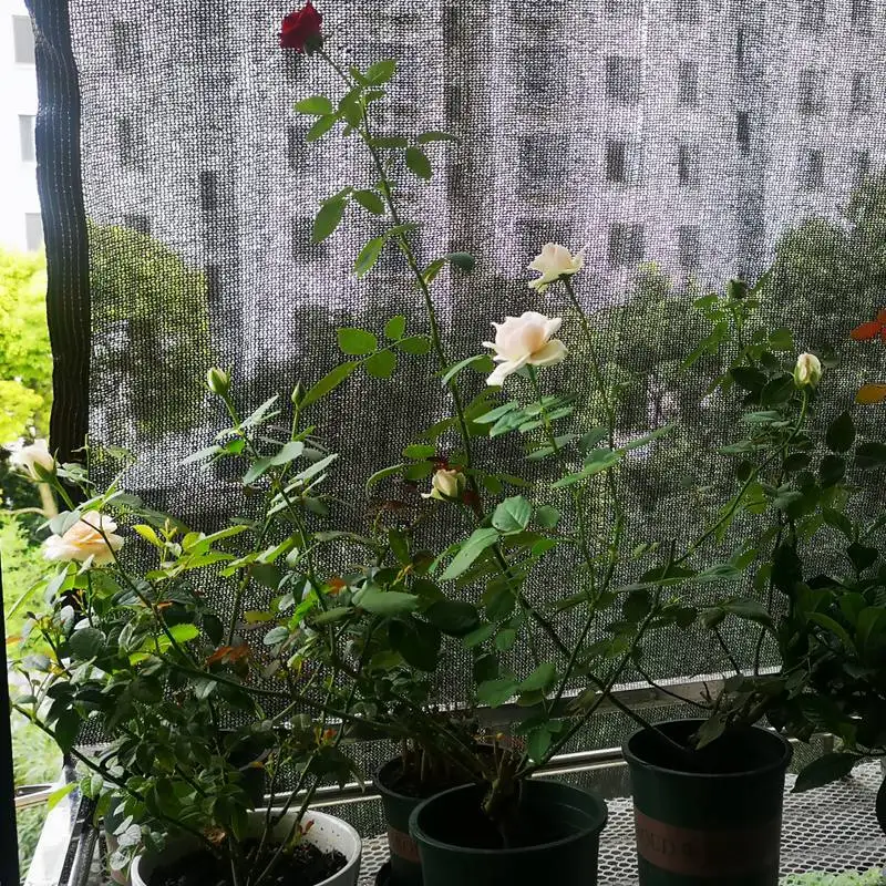 image_3256807296135000_4-1.webp