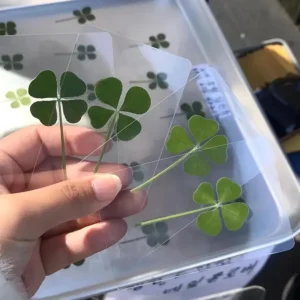 Lucky Clover Postcard Set