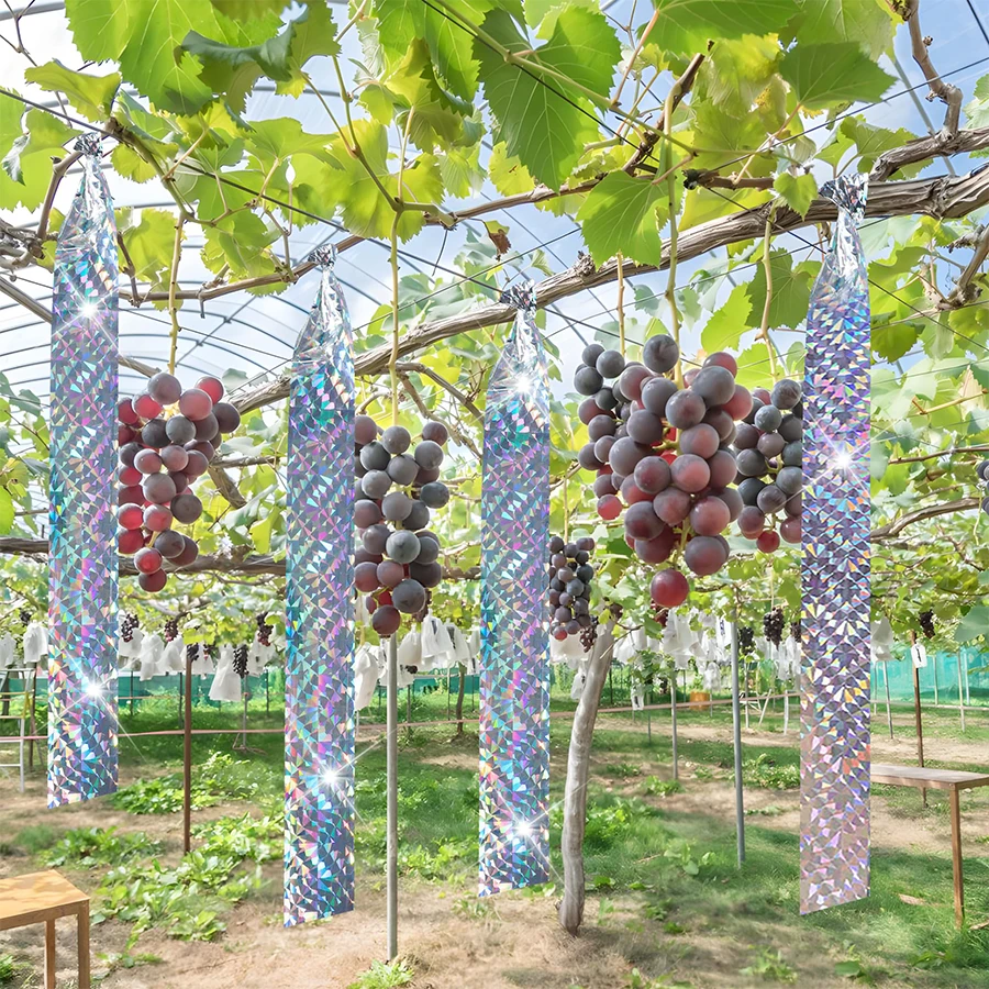 image_3256808368372642_0-1.webp